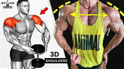 8 Effective Shoulder Exercises To Build 3D Bigger Shoulders YouTube