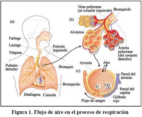 Intercambio De Gases En Los Pulmones Dinami