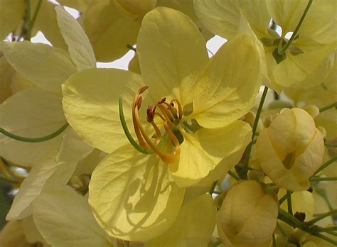 Golden tree (Cassia fistula), flower | Feedipedia