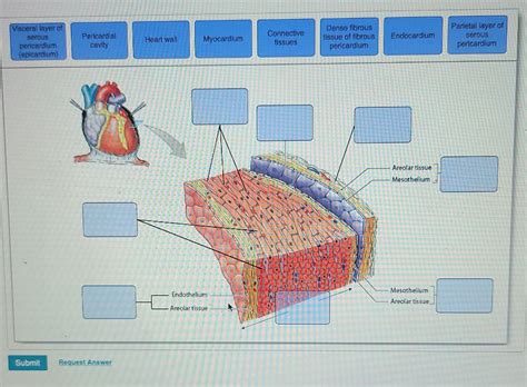 Solved Visceral Layer Of Serous Pericardium Epicardium Chegg