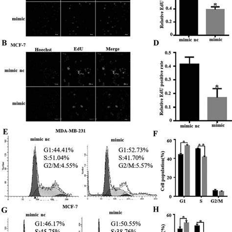 Mir P Inhibits The Proliferation Of Breast Cancer Cells And