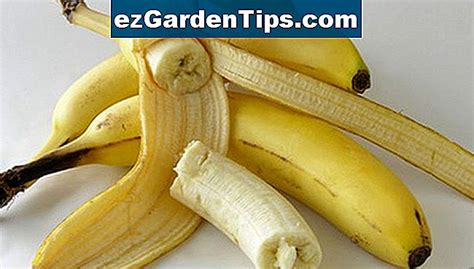 Bananen Wegerich Sorten Tipps G Rtner De Ezgardentips