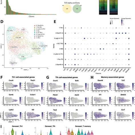 Clonal Distribution And Transcriptional Landscape Of GP66 Specific CD4