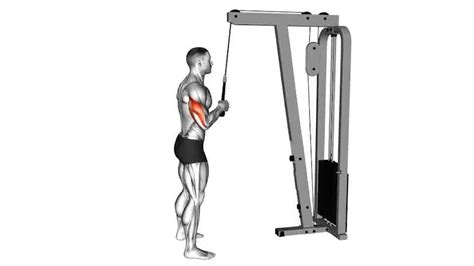 Cable Standing One Arm Tricep Pushdown Video Guide Lyfta