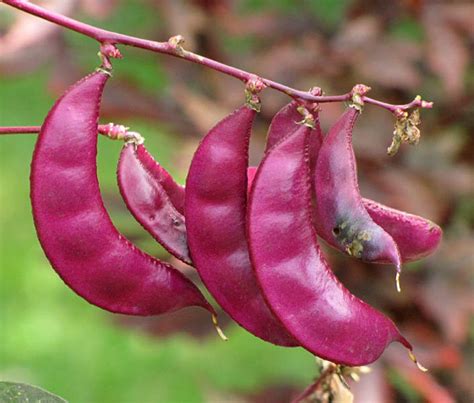 25 Dolichos Lablab Seeds Hyacinth Bean Seeds Egyptian Bean Seeds Etsy