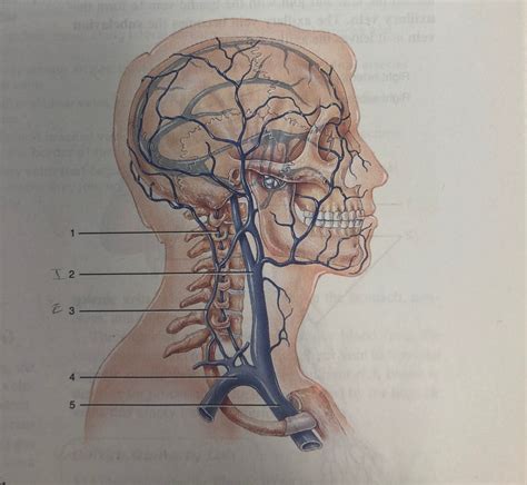 30 8 Major Veins Of The Head And Neck Diagram Quizlet