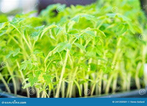 Mudas De Tomate Em Potes Prontos Para Serem Plantados Imagem De Stock