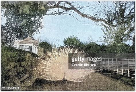 Antique Photograph Albino Peacock High-Res Vector Graphic - Getty Images