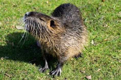 Muskrats: Helpful Information About The Muskrat