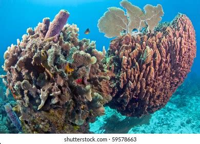 Underwater Coral Reef Large Barrel Sponge Stock Photo 59578663 | Shutterstock