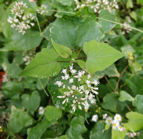 Climbing Hempvine From Richland County SC USA On October 20 2023 At