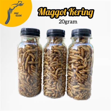 Jual Maggot Kering Sugar Glider Ikan Hamster Landak Maggot Channa Ikan