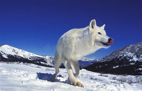 Loup Blanc De La Toundra Canis Lupus Tundrarum Foto De Archivo Imagen