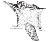 West Virginia Northern Flying Squirrel – Glaucomys sabrinus fuscu – CASRI