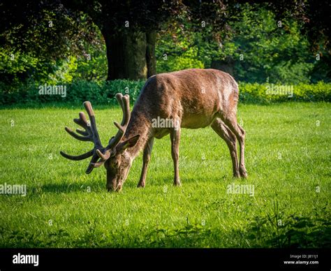 Red Deer, Wollaton Park, Nottingham, UK Stock Photo - Alamy