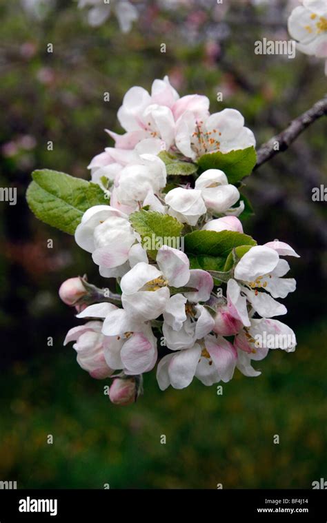 Malus Domestica Devonshire Quarrenden Blossom Stock Photo Alamy