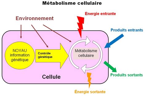 Introduction Les Origines De La Vie Sur Terre