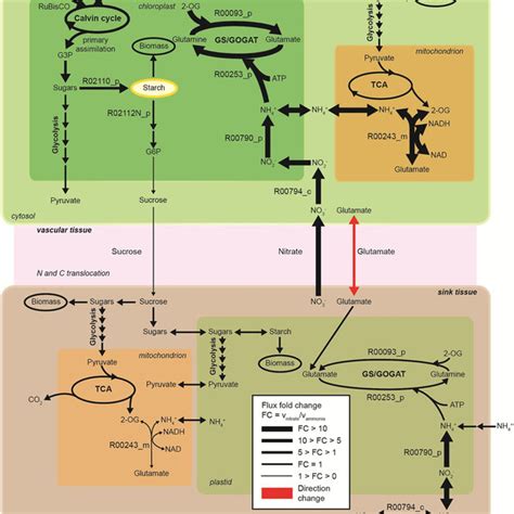 Genome Scale Metabolic Reconstruction And Specific Tissue Models A Download Scientific