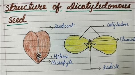 14 Class11 Biology Morphology Of Flowering Plants Lecture14 The