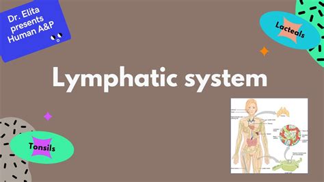 15 The Lymphatic System Youtube