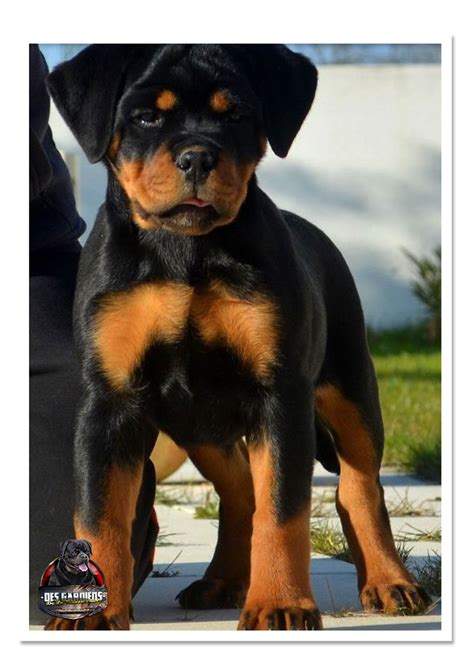 Elevage Et Ducation De Rottweilers