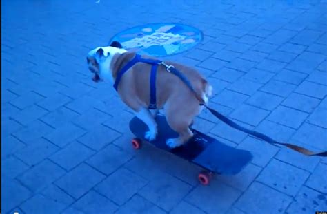 Meet Winston, The Skateboarding Dog Of Columbia Heights (VIDEO) | HuffPost