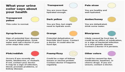 Urinary And Bowel Elimination Flashcards Quizlet