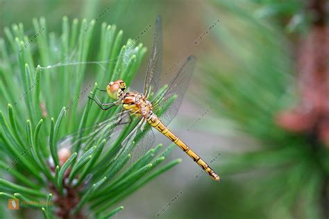 Gro E Heidelibelle Bild Bestellen Naturbilder Bei Wildlife Media