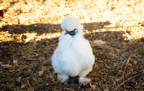 Silkie Chicken | Avianbird