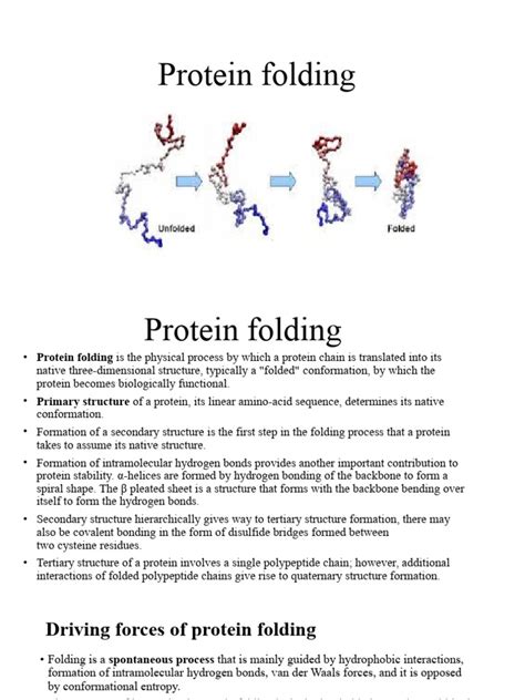 Protein Folding | PDF | Protein Folding | Drug Design