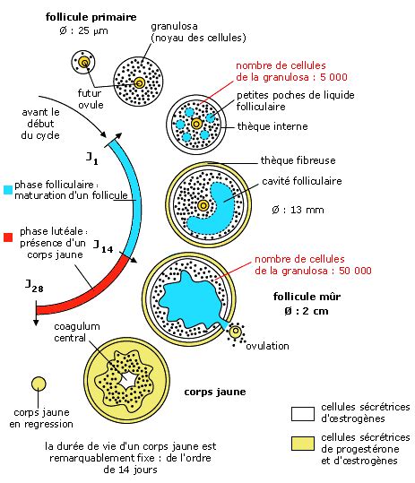 Cycle De Lovaire