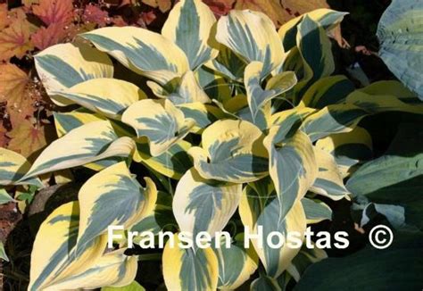 Hosta Ben Vernooij Fransen Hostas