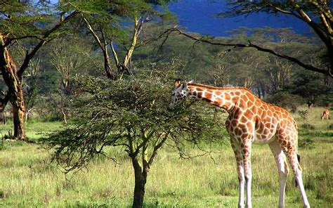 Giraffe Feeding