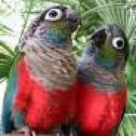 Crimson Belly Conures Breeding Pair