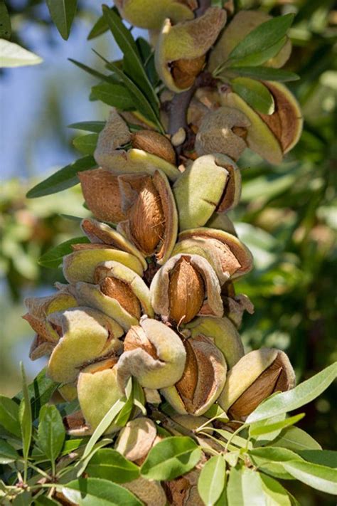 Frost Resistant Almond Tree 5 Fresh Seeds Prunus Sweet Nuts Etsy