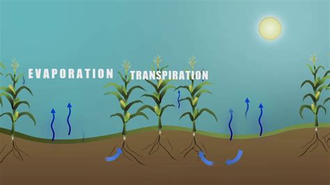 Gms Evaporation And Transpiration