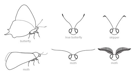 Is it a butterfly? | Butterfly Conservation SA Inc