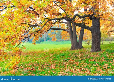 Árvores do outono imagem de stock Imagem de paisagem 27288333