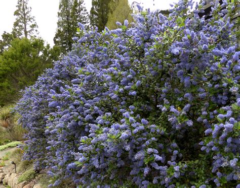 Ceanothus ‘Ray Hartman’ – CNPS El Dorado Chapter | Plant Sale