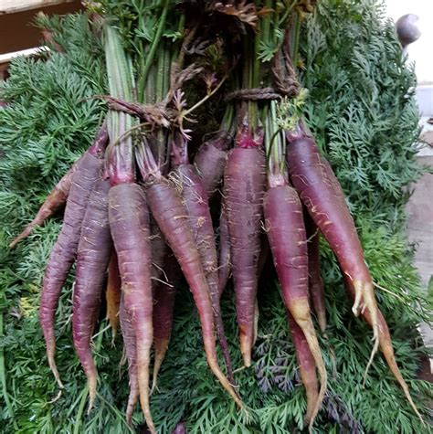 Purple Carrots