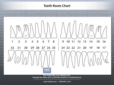 Teeth Roots Chart Trialquest Inc