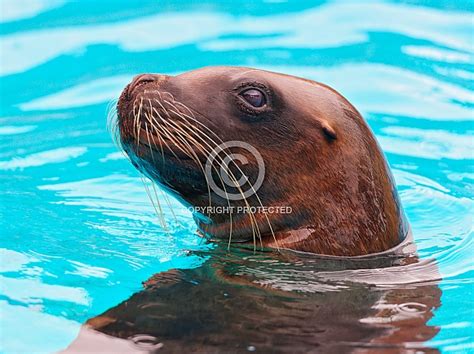 California Seal Lion Wildlife Reference Photos For Artists