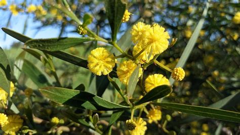 Willow Acacia Acacia Saligna Une Espèce Végétale Du Genre Acacia De La