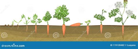 Carrot Growth Stages Vector Illustration | CartoonDealer.com #118469700