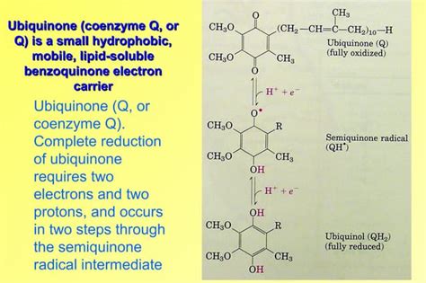 Ubiquinone Coenzyme Q Or Q Electron Carrier Ppt