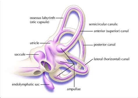 Osseous Grey White And Membranous Lavender Labyrinth Of The Left Download Scientific