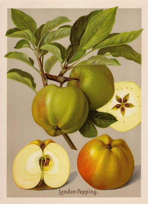 Bund Lemgo Obstsortendatenbank Botanical Drawings Botanical Poster