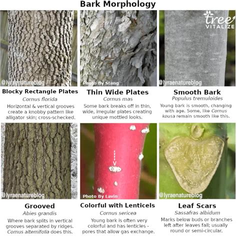 21 Different Types of Dogwood Trees & Their Identifying Features