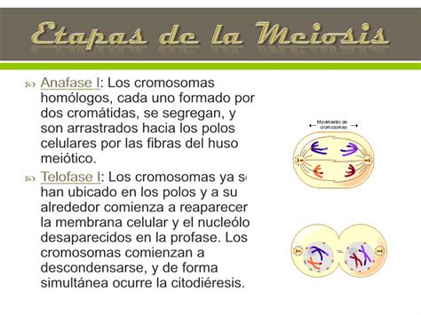 División celular meiosis PPT