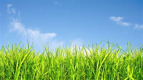 Grassy Hill Wallpapers - 4k, HD Grassy Hill Backgrounds on WallpaperBat